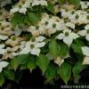基地熱銷優(yōu)質四照花苗 四照花樹樹4--8公分 各種規(guī)格 量大從優(yōu)