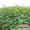 基地出售黃欒樹8-12公分欒樹各種規(guī)格、樹形優(yōu)美價格低、歡迎訂購
