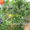 基地直銷藍莓 藍莓樹苗 果樹苗 南北方種植