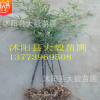 批發 紫竹苗 植物紫色 紫竹苗規格齊全