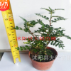 盆栽花卉 盆景 清香木 驅蚊凈化空氣辦公室綠植 四季常青