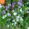 批發雙色茉莉 四季不間斷開花 鴛鴦花色 綠色植物