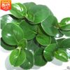 四季常青迷你盆栽植物青葉碧玉 可水土培又稱豆瓣綠