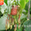 豬籠草 吃蟲 驅蟲 防蚊 配吊鉤 吃蟲草 抓蟲草 盆栽 花卉