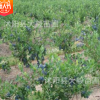 基地直銷藍莓 藍莓樹苗 果樹苗 南方北方種植