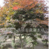中國紅楓 紅楓樹苗 園林綠化苗木 底價出售直銷批發
