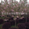批發 櫻花 櫻花樹 櫻花苗 風景樹種類 綠化樹苗 園林景觀8cm