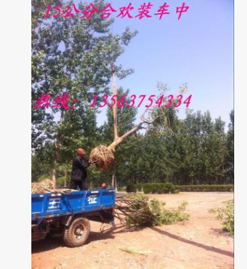 綠化工程苗木基地大量現貨 優質合歡樹 紫葉合歡小苗