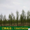 大量供應多規格水杉樹 花卉苗木基地直銷7-15公分水杉 優質水杉樹
