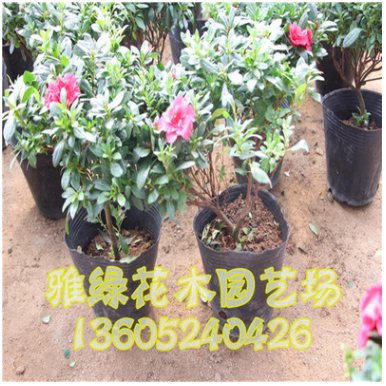 西洋杜鵑批發(fā) 辦公室盆栽植物 花色美艷 杜鵑盆栽批發(fā)