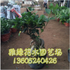 室內(nèi)桌面綠植直銷凈化空氣迷你植物盆栽榕樹