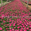 批發(fā)驅(qū)蟲植物 天竺葵 四季開花常綠植 凈化空氣時(shí)令花卉盆栽
