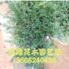 紅豆杉盆栽批發(fā) 南方紅豆杉室內(nèi)盆栽 凈化空氣 綠植花卉盆栽批發(fā)