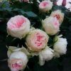 歐月絨球門廊月季花苗豐花型灌木盆栽月季庭院陽臺多季開花卉盆栽
