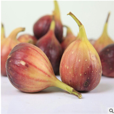 無花果樹苗價(jià)格 優(yōu)質(zhì)高產(chǎn)布萊瑞克無花果樹苗多少錢一棵