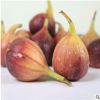 無花果樹苗價格 優(yōu)質(zhì)高產(chǎn)布萊瑞克無花果樹苗多少錢一棵