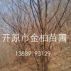 產地直供 叢生山槐 遼寧山槐價格 風景行道造園植物 東北大喬木