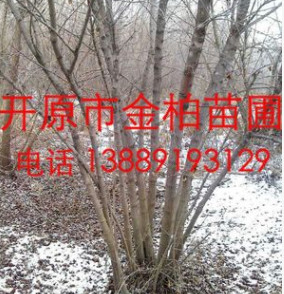 供應東北精品 叢生茶條槭 叢生三角楓 綠化苗木 東北茶條槭價格