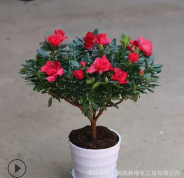 杜鵑花盆栽花卉植物 帶花苞發 貨死不了的花 陽臺室內 一直開花