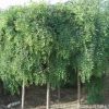 基地大量直銷優(yōu)質(zhì)垂槐樹苗 綠化工程用苗 龍瓜槐小苗 規(guī)格齊全