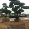 優良羅漢松供應 羅漢松 批發羅漢松 原生 羅漢松易存活