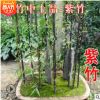 竹子苗庭院綠化隔離笆四季長(zhǎng)青早園竹紫竹苗金鑲玉羅漢竹室內(nèi)盆栽