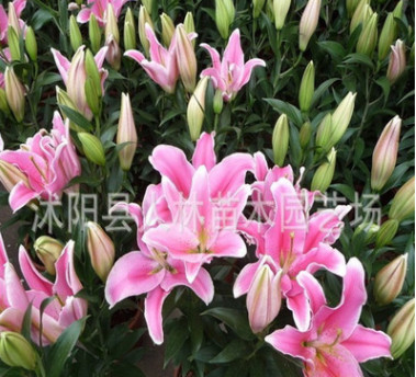 香水百合種球 ,批發，陽臺辦公室盆栽植物 當年開花 品種齊全