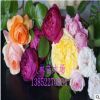 歐月，歐洲月季.藤本月季 薔薇.庭院爬藤，循環開花.品種齊全