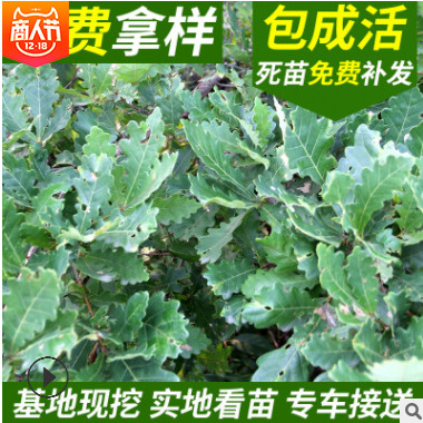 綠化苗木基地大量現貨供應橡子樹遼東櫟小苗蒙古櫟小苗 柞樹苗綠