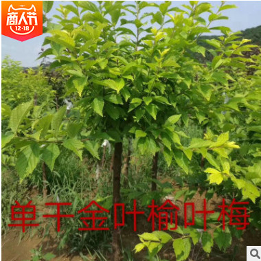 基地供應金葉榆葉梅 出售喬木金葉榆葉梅 彩葉新品種 京桃
