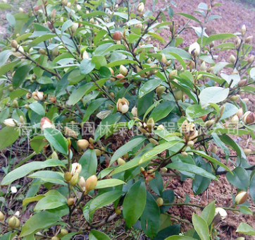 批發(fā)盆栽含笑花苗 園林綠化含笑小苗 庭院工程綠化苗木批發(fā)