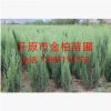 現(xiàn)貨供應(yīng) 丹東檜柏 檜柏  沈陽(yáng)檜柏 常綠針葉樹 檜柏小苗