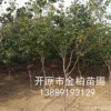 長(zhǎng)期批發(fā) 叢生暴馬丁香 沈陽(yáng)綠化苗木 白丁香 庭蔭樹 風(fēng)景樹報(bào)價(jià)