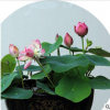 四季易播碗蓮種子開口20粒蓮花種子