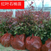 紅葉石楠小苗 綠化工程 直銷紅葉石楠苗 色塊綠化石楠苗