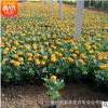 花圃直銷優質大花孔雀草 四季播 陽臺種植花卉 孔雀草種苗