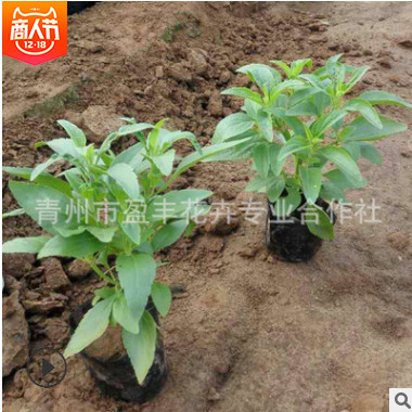基地?zé)徜N(xiāo) 優(yōu)質(zhì)草花花卉 藍(lán)花 鼠尾草 綠化苗木低價(jià)批發(fā)