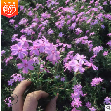 叢生福祿考 花壇綠化青州芝櫻基地 粉色芝櫻青州批發(fā)
