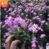 叢生福祿考 花壇綠化青州芝櫻基地 粉色芝櫻青州批發