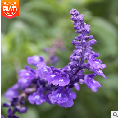 青州基地直銷(xiāo) 花壇薰衣草盆栽 宿根花卉薰衣草 紫色花草