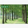基地直銷行道樹水杉樹木風(fēng)景美化工程綠化水杉樹規(guī)格齊全