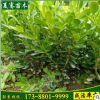 批發(fā)大葉黃楊樹苗常綠灌木根系發(fā)達(dá)工程綠化苗