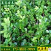 直銷大葉黃楊冬青綠籬黃楊苗大葉黃楊規(guī)格齊全