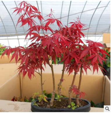 綠化樹 紅楓 三季紅 紅楓觀賞樹 價格從優