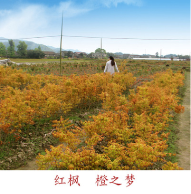 紅楓觀賞樹 價格從優 可批發 供應園林 綠化樹