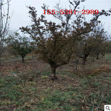 山茱萸批發(fā)基地 10公分山茱萸價格 11公分 12公分山茱萸