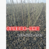 矮化薄皮核桃樹(shù)苗價(jià)格 矮化核桃樹(shù)苗價(jià)格