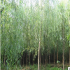 垂柳樹(shù)苗基地 6公分垂柳 7公分的垂柳//8公分-10公分柳樹(shù)批發(fā)基地
