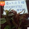 苗圃基地常年供應可盆栽地栽優質紅油香椿 優質香椿苗根系發達