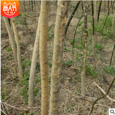 苗圃基地批發(fā)國(guó)槐綠化苗木 國(guó)槐小苗行道環(huán)境苗 規(guī)格齊全歡迎購(gòu)買(mǎi)